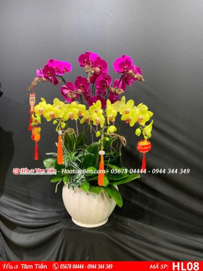Hoa Lan Hồ Điệp 07