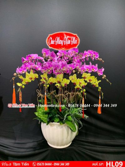 Hoa Lan Hồ Điệp 09