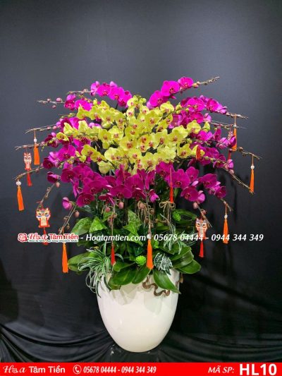Hoa Lan Hồ Điệp 10