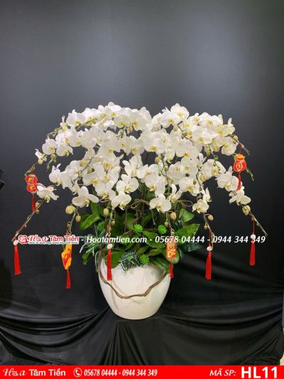 Hoa Lan Hồ Điệp 11
