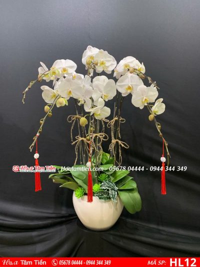 Hoa Lan Hồ Điệp 12