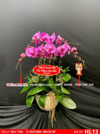 Hoa Lan Hồ Điệp 13
