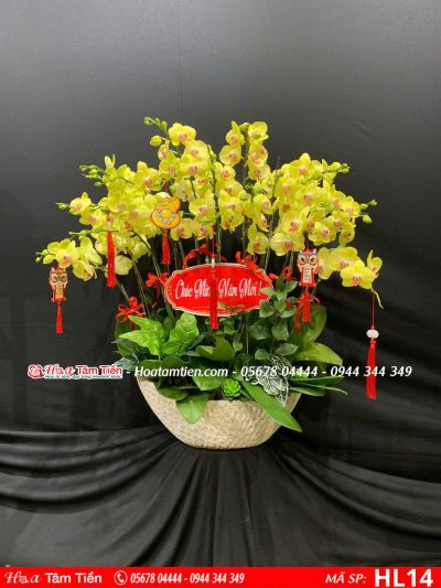 Hoa Lan Hồ Điệp 14