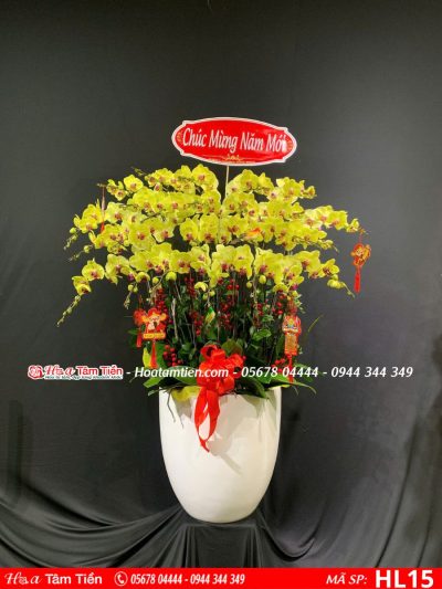 Hoa Lan Hồ Điệp 15