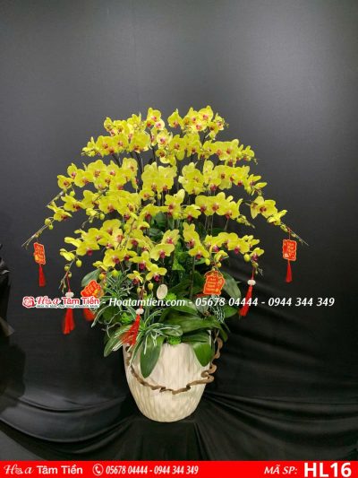 Hoa Lan Hồ Điệp 16