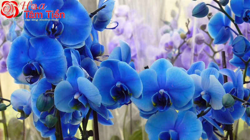 Phân loại, đặc điểm và  ý nghĩa hoa lan hồ điệp màu xanh