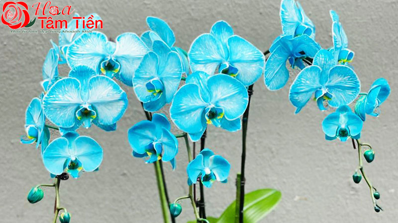 Phân loại, đặc điểm và  ý nghĩa hoa lan hồ điệp màu xanh