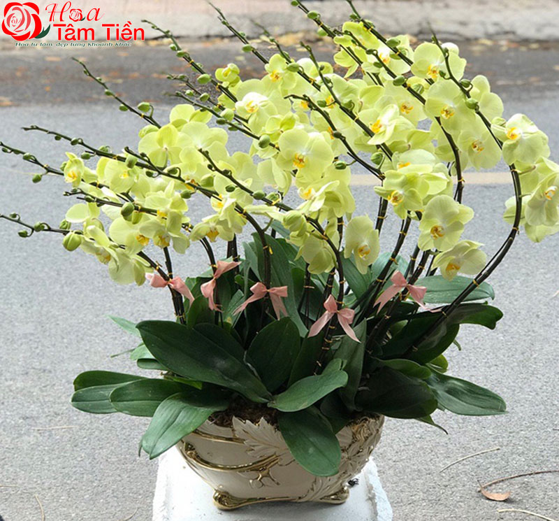  Phân loại, đặc điểm và  ý nghĩa hoa lan hồ điệp màu xanh