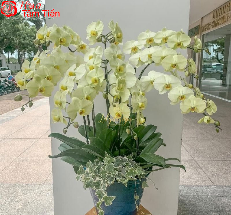 Phân loại, đặc điểm và  ý nghĩa hoa lan hồ điệp màu xanh