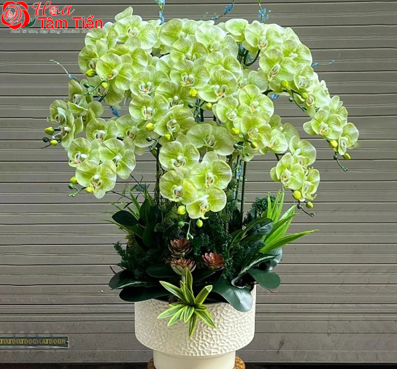 Phân loại, đặc điểm và  ý nghĩa hoa lan hồ điệp màu xanh