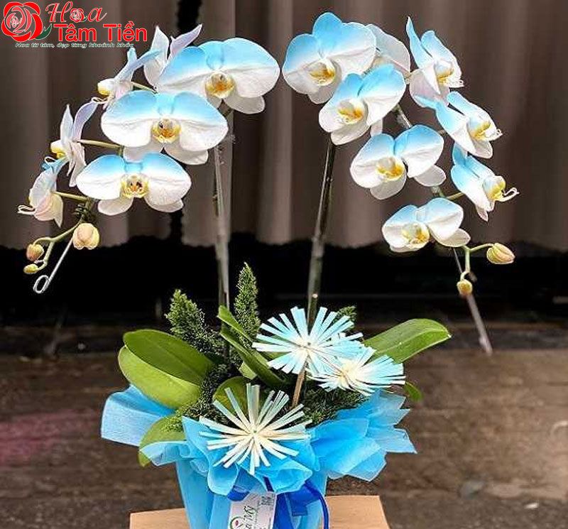 Phân loại, đặc điểm và  ý nghĩa hoa lan hồ điệp màu xanh