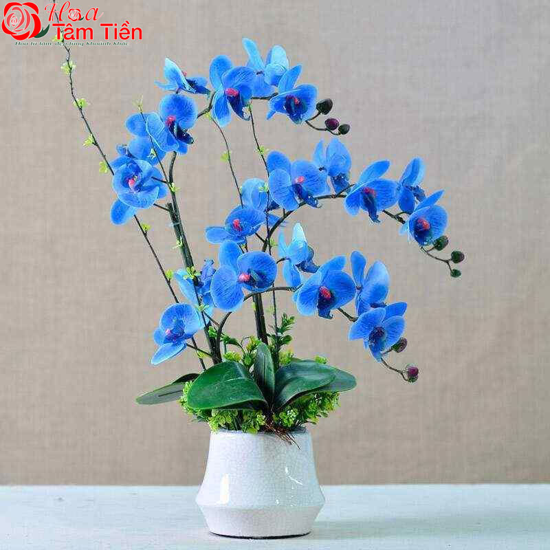 Phân loại, đặc điểm và  ý nghĩa hoa lan hồ điệp màu xanh