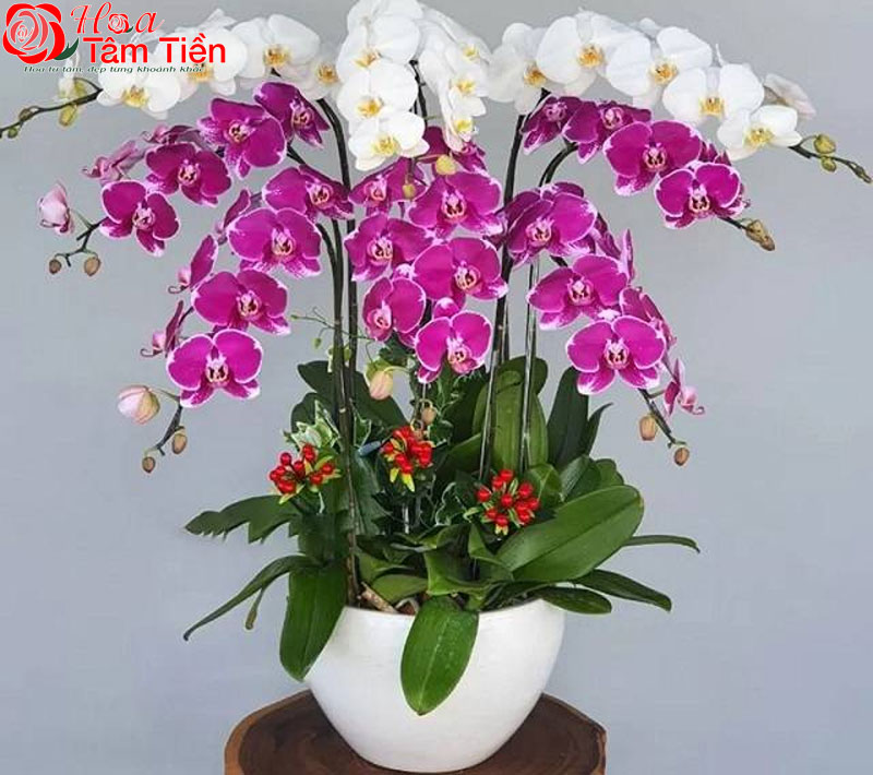 30+ hình ảnh mẫu chậu lan hồ điệp đẹp nhất năm 2026
