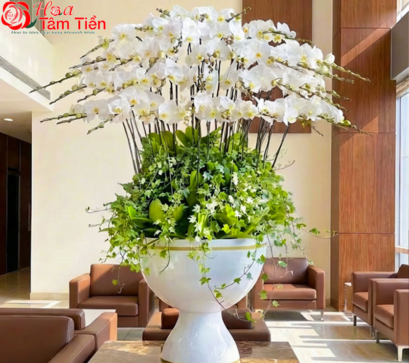 30+ hình ảnh mẫu chậu lan hồ điệp đẹp nhất năm 2026