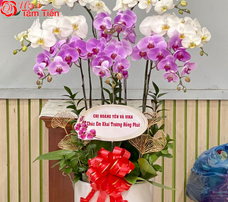 30+ hình ảnh mẫu chậu lan hồ điệp đẹp nhất năm 2026