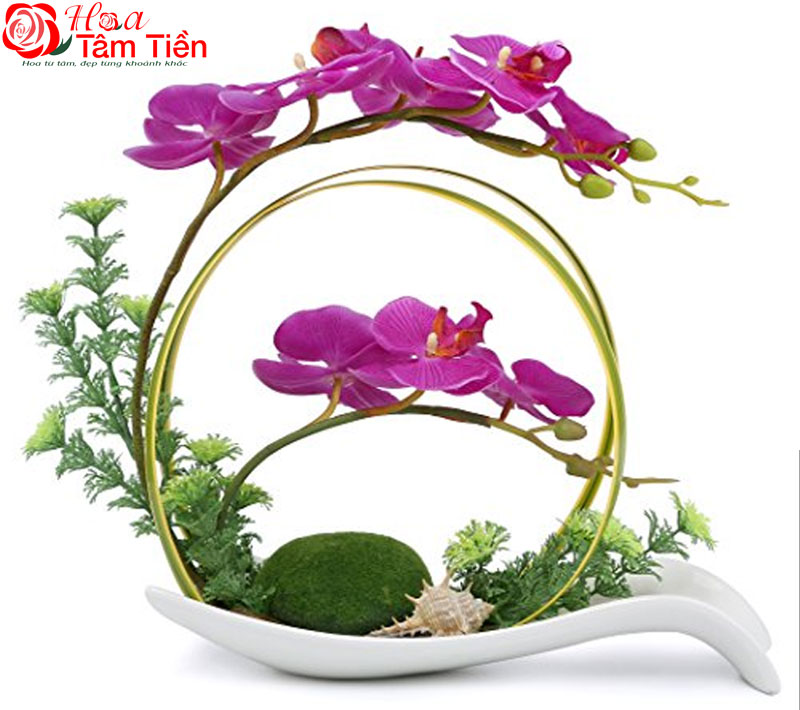 30+ hình ảnh mẫu chậu lan hồ điệp đẹp nhất năm 2026