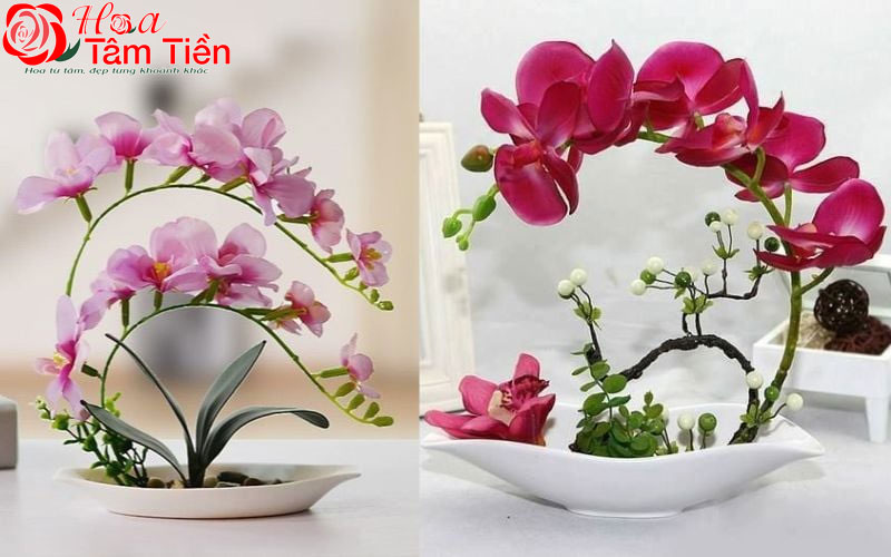 30+ hình ảnh mẫu chậu lan hồ điệp đẹp nhất năm 2026