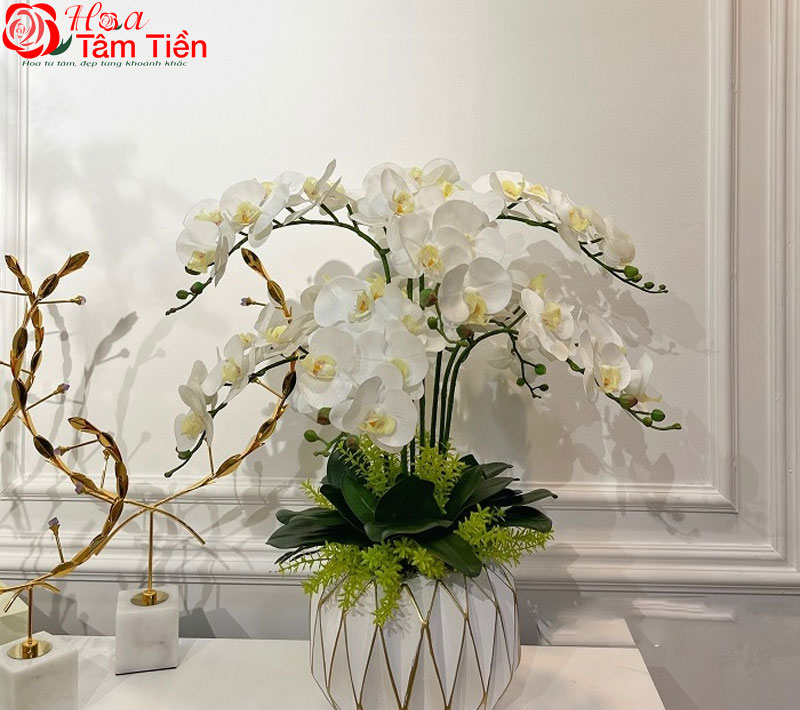 30+ hình ảnh mẫu chậu lan hồ điệp đẹp nhất năm 2026