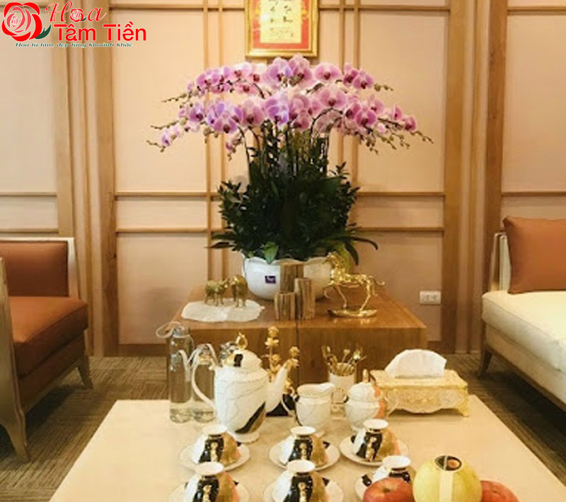 30+ hình ảnh mẫu chậu lan hồ điệp đẹp nhất năm 2026