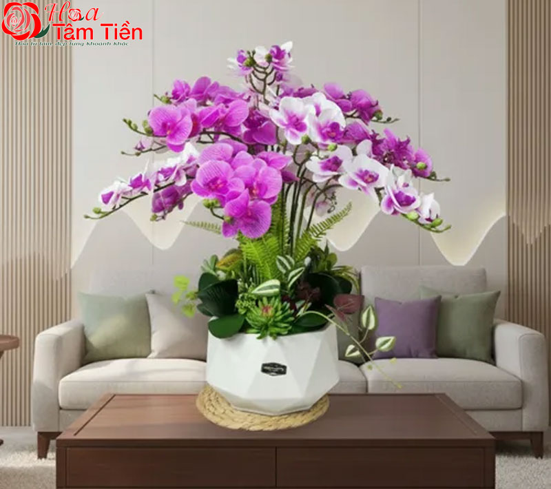 30+ hình ảnh mẫu chậu lan hồ điệp đẹp nhất năm 2026
