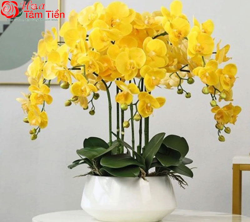 30+ hình ảnh mẫu chậu lan hồ điệp đẹp nhất năm 2026
