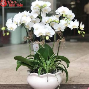 Hoa Tâm Tiền
