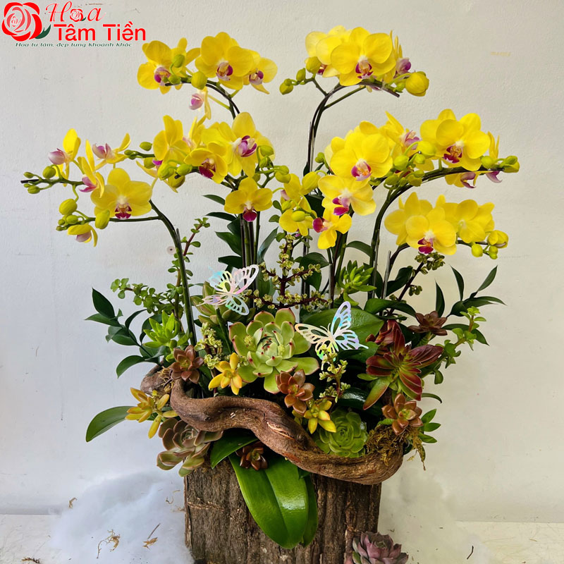 Chiêm ngưỡng 25 chậu lan hồ điệp mini để bàn đẹp, giá rẻ