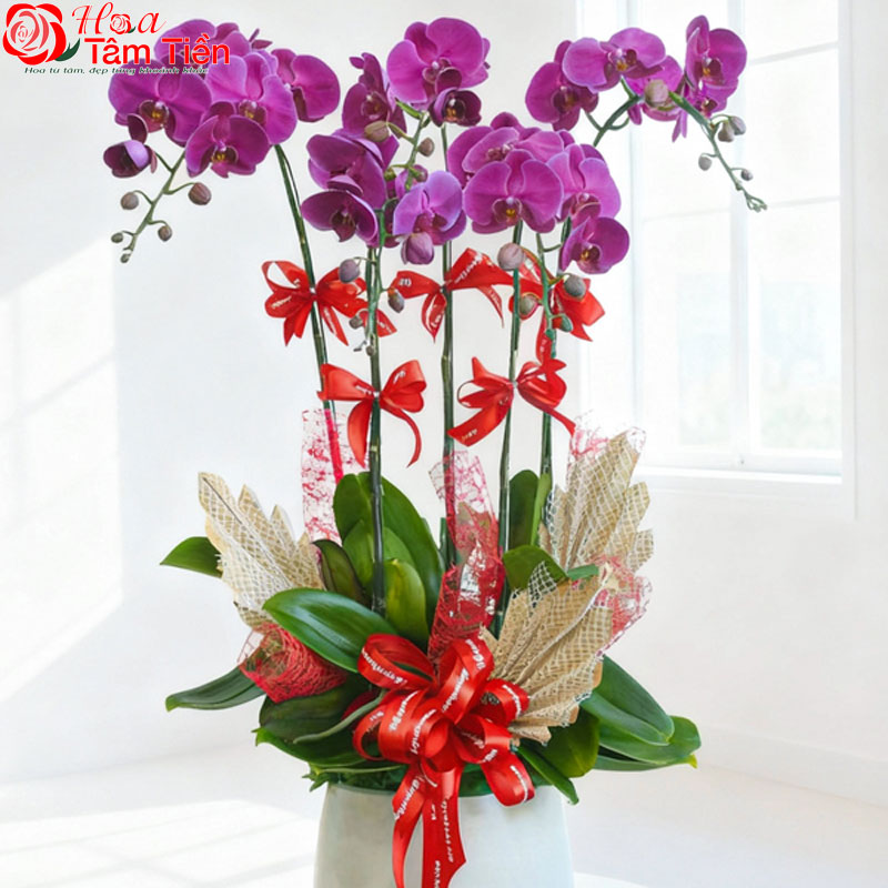 Chiêm ngưỡng 25 chậu lan hồ điệp mini để bàn đẹp, giá rẻ