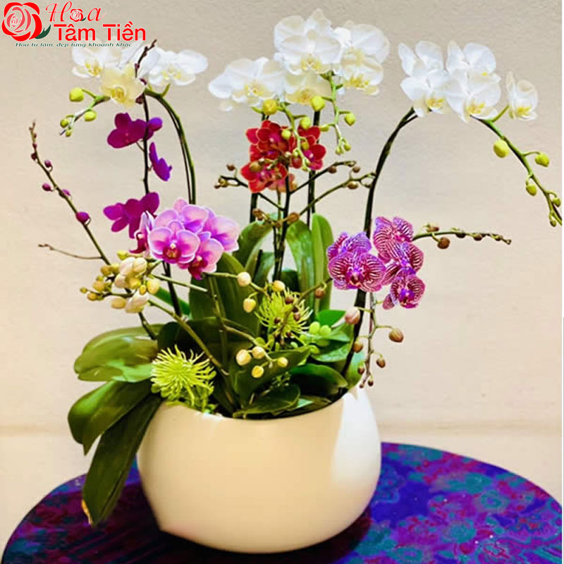 Chiêm ngưỡng 25 chậu lan hồ điệp mini để bàn đẹp, giá rẻ