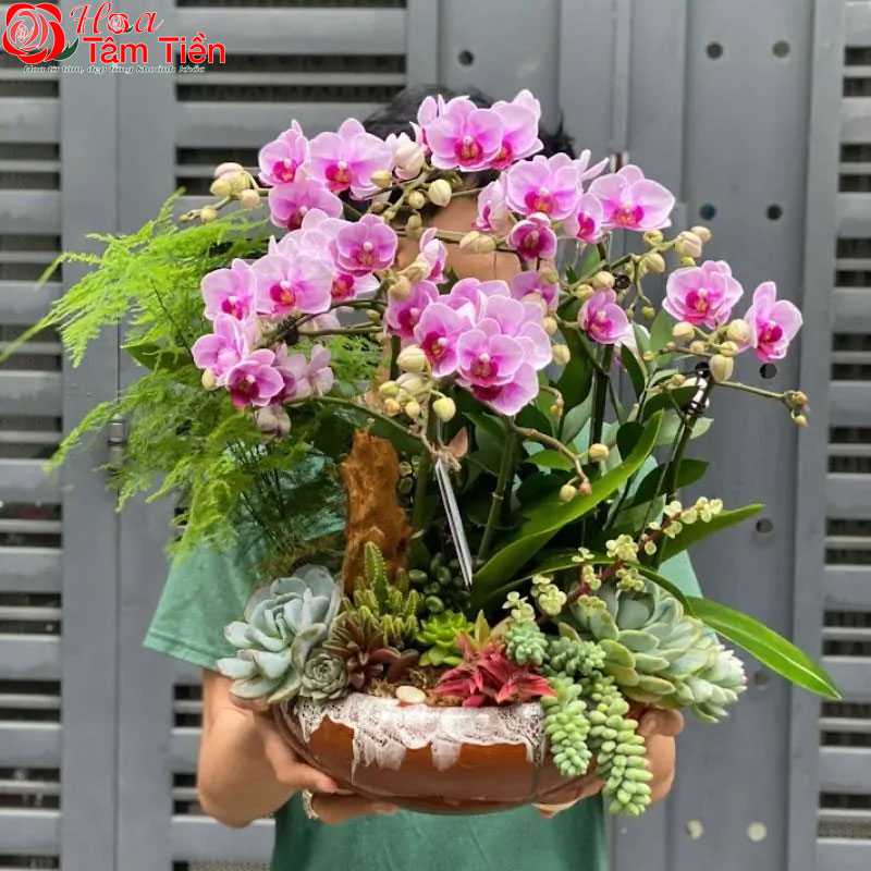 Chiêm ngưỡng 25 chậu lan hồ điệp mini để bàn đẹp, giá rẻ