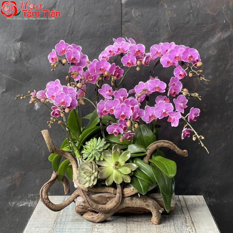 Cách trồng và chăm sóc các loại lan hồ điệp mini