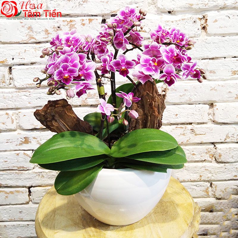 Chiêm ngưỡng 25 chậu lan hồ điệp mini để bàn đẹp, giá rẻ