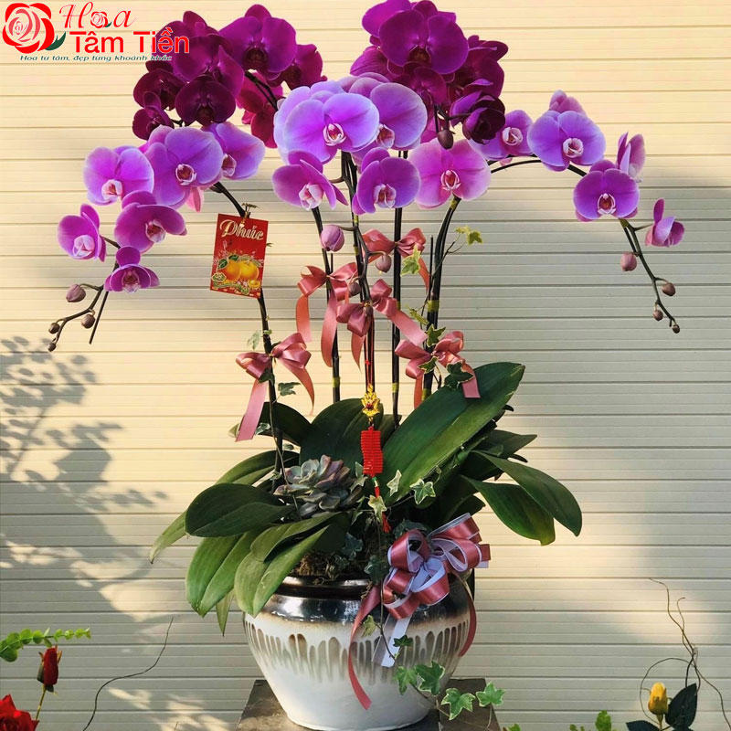 Đặc điểm, giá bán và ý nghĩa của hoa lan hồ điệp tím