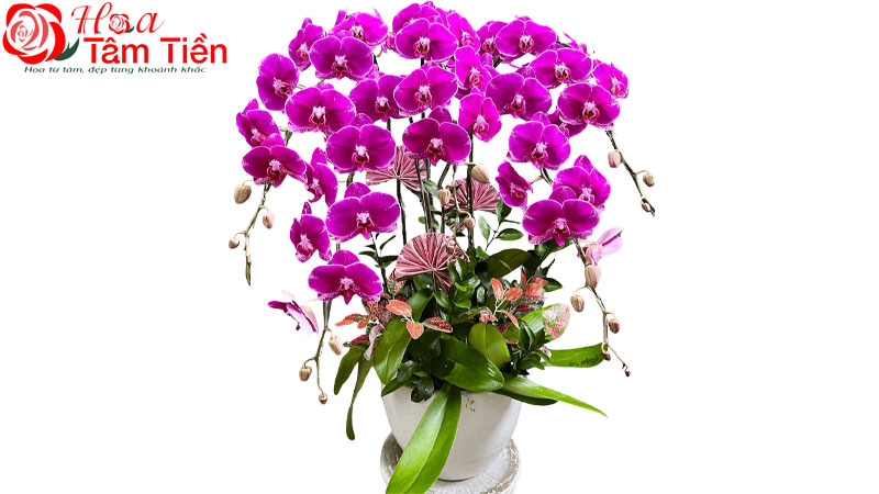 Đặc điểm, giá bán và ý nghĩa của hoa lan hồ điệp tím