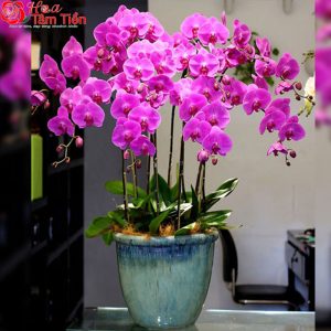 Hoa Tâm Tiền