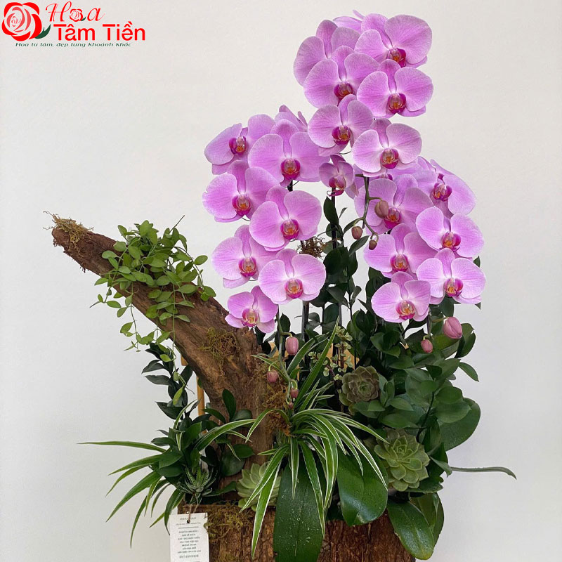 Đặc điểm, giá bán và ý nghĩa của hoa lan hồ điệp tím
