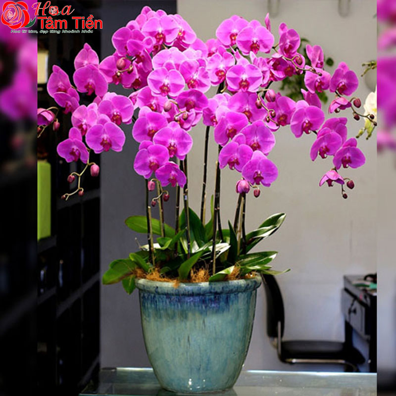 Đặc điểm, giá bán và ý nghĩa của hoa lan hồ điệp tím