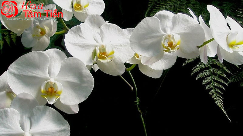 Lan hồ điệp trắng: Đặc điểm, ý nghĩa và giá bán chi tiết