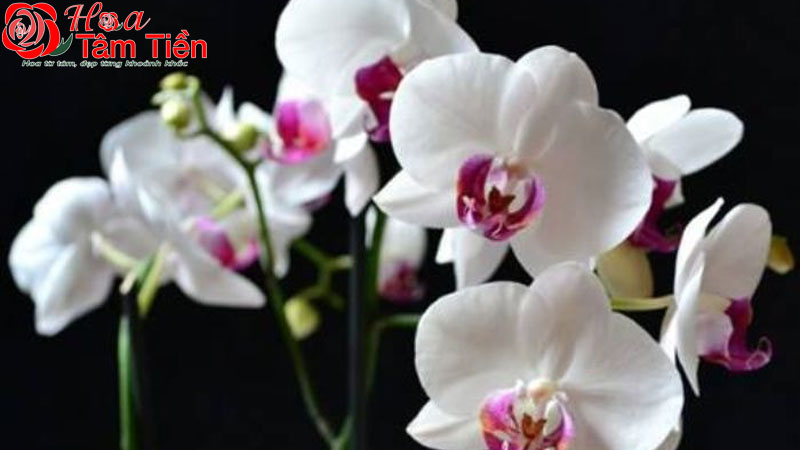 Lan hồ điệp trắng: Đặc điểm, ý nghĩa và giá bán chi tiết