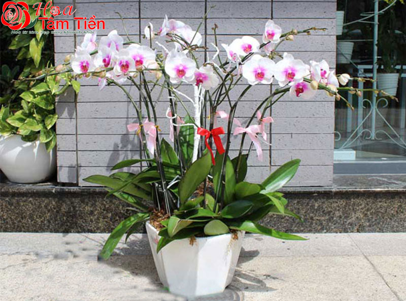 Hoa Tâm Tiền