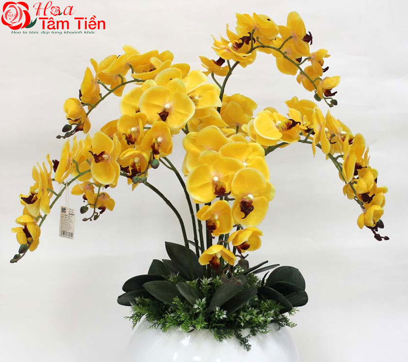 Đặc điểm, giá bán và ý nghĩa của hoa lan hồ điệp vàng