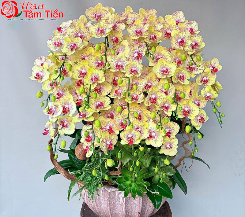 Đặc điểm, giá bán và ý nghĩa của hoa lan hồ điệp vàng