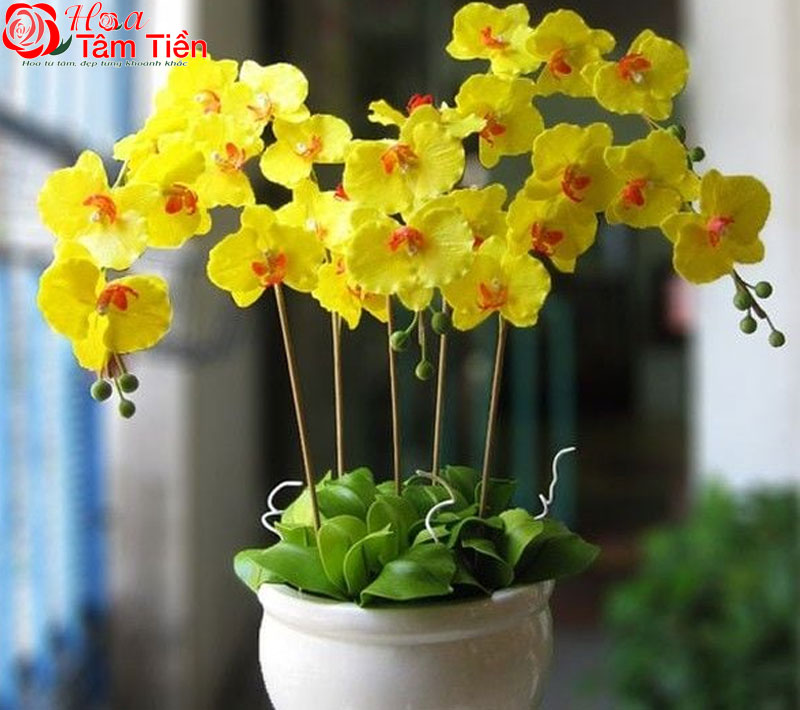 Đặc điểm, giá bán và ý nghĩa của hoa lan hồ điệp vàng