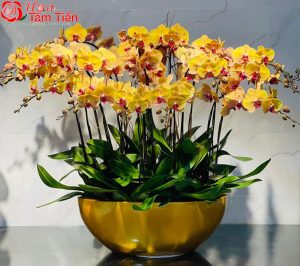 Hoa Tâm Tiền