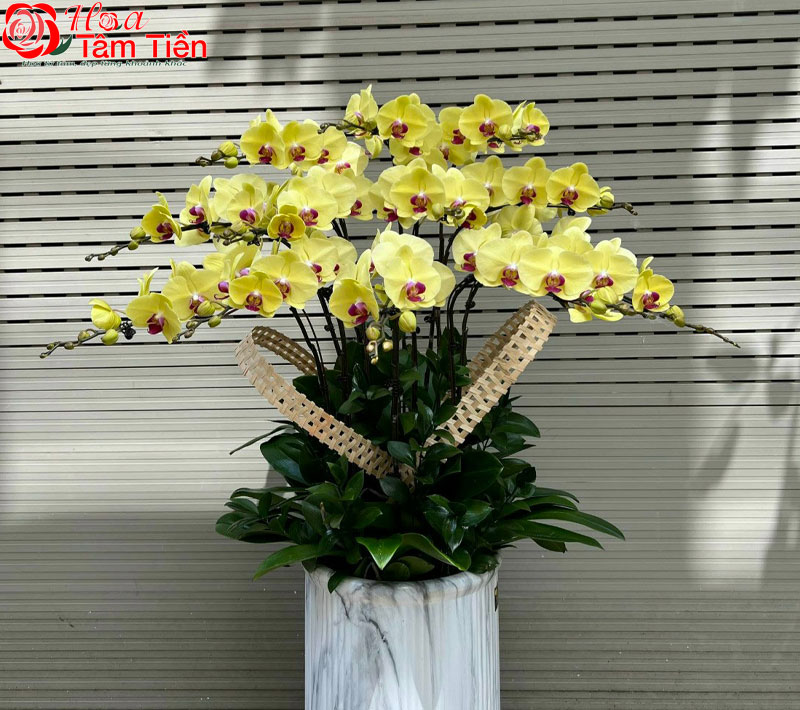 Đặc điểm, giá bán và ý nghĩa của hoa lan hồ điệp vàng