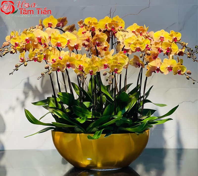 Đặc điểm, giá bán và ý nghĩa của hoa lan hồ điệp vàng