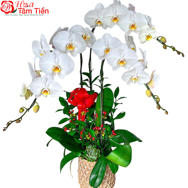 Ý nghĩa chậu lan hồ điệp 3 cành và giá bán trên thị trường
