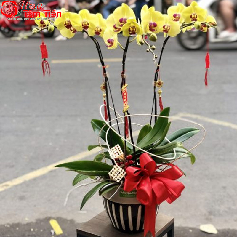 Ý nghĩa chậu lan hồ điệp 3 cành và giá bán trên thị trường
