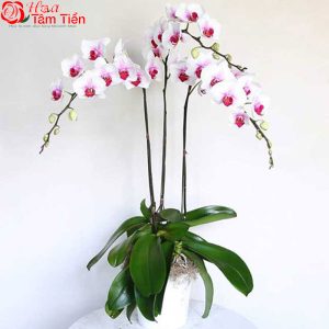 Hoa Tâm Tiền