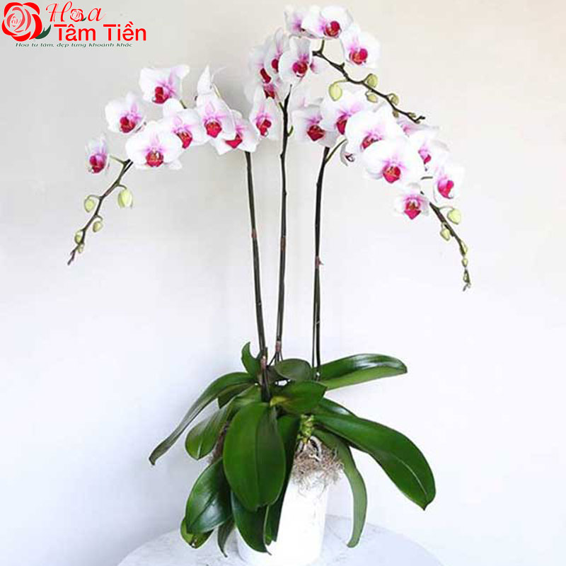 Ý nghĩa chậu lan hồ điệp 3 cành và giá bán trên thị trường